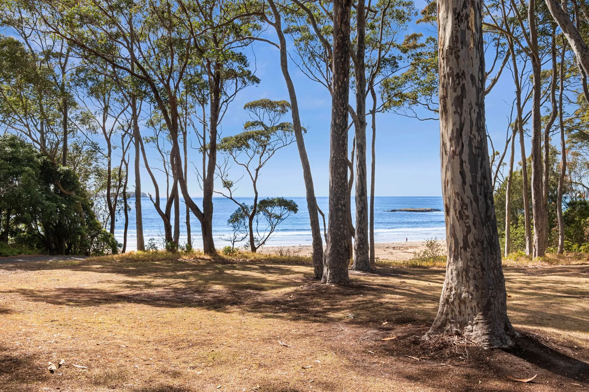 Eucalyptus grove overlooking the California coast